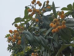 -云溪植物园