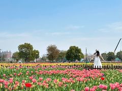 -荷兰花海