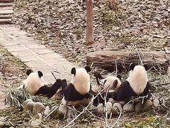 -中国大熊猫保护研究中心雅安碧峰峡基地