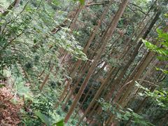 -广州市流溪河国家森林公园
