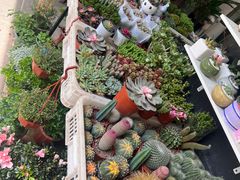 -溪岸路花鸟市场