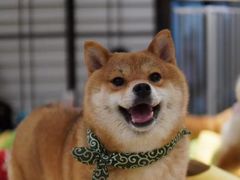 -逗柴咖啡屋·狗咖猫咖宠物桌游