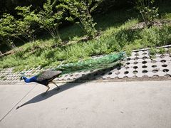 -北京麋鹿生态实验中心