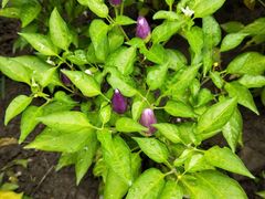 -上海大学(嘉定校区)