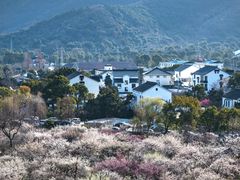 -香雪海
