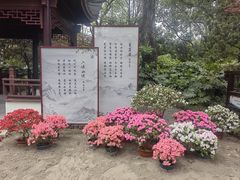 -上海醉白池公园