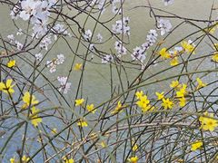 -桃花堤公园