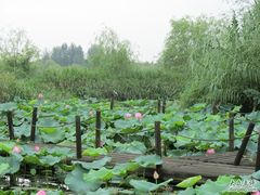 -溱湖国家湿地公园