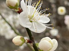 -广州市流溪河国家森林公园