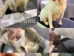 -悠尼宠物·独立低压伊珊娜洗护·美容·寄养(兰谷路店)