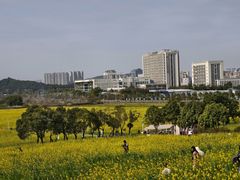 -光明小镇欢乐田园