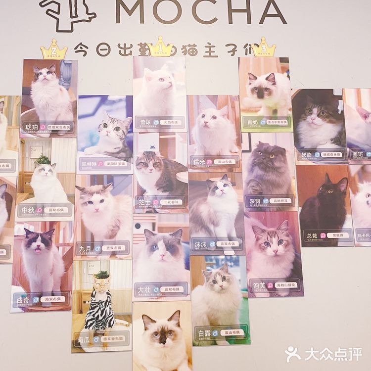 魔都夏日撸猫胜地｜Mocha猫咪咖啡🐱☕️