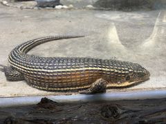 -石家庄市动物园