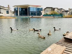 -天津东丽湖风景区