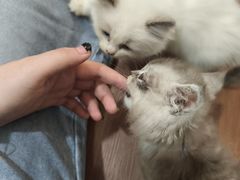 -楼上猫咖(罗湖店)