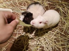 -藦茜花园宠物主题亲子互动体验馆(国顺东路店)