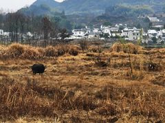 -黟县屏山村