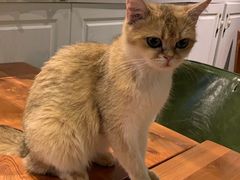 -猫小院猫主题餐厅(三里屯店)