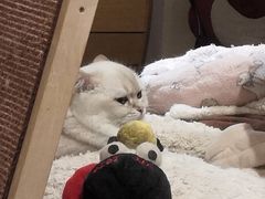 -滚猫咖啡·猫咖·猫友好撸猫(未来城店)