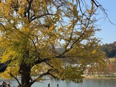 -千年银杏谷文化旅游区