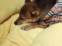 -逗柴咖啡屋·狗咖猫咖宠物桌游