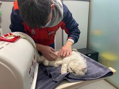 -伟伟宠物医院·瑞派猫友好医院·猫科(光谷店)