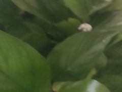 -咪咪川菜(长乐西路店)