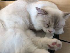 -瞄一喵猫咖(格力海岸店)