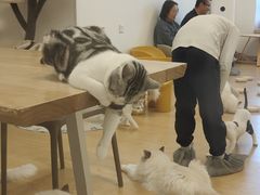 -有喵·猫咖·狗咖·30几只猫10只小狗(岗厦店)