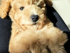 -宠福鑫康馨动物医院·骨科·眼科