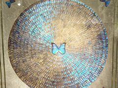 -上海昆虫博物馆