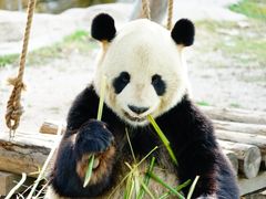 -上海野生动物园