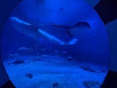 -烟台海昌鲸鲨海洋公园