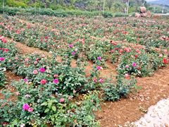 iphone_upload_pic-密云玫瑰情园