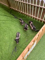 -萌宠亲子动物乐园(槐房万达店)