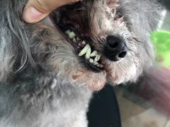 -萌萌喵宠物(百水芊城阅水坊店)