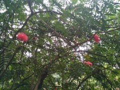 -优游吧斯邹族文化部落