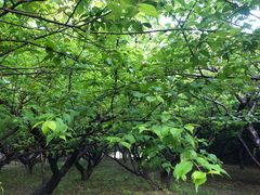 -白塘生态植物园