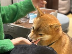 -逗柴咖啡屋·狗咖猫咖宠物桌游