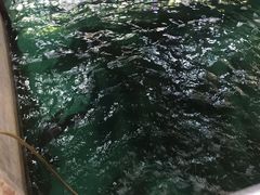 -绿雅居原生态农庄(小涌店)