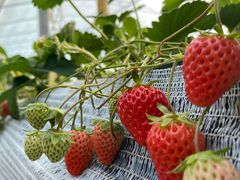 -建德果蔬乐园绪塘草莓基地