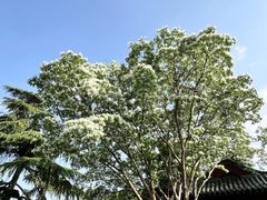 -济南大明湖景区