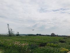 -空港花田景区