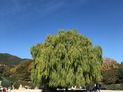 -北京西山国家森林公园