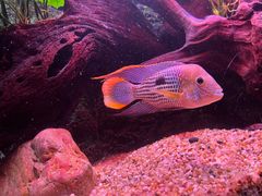 -上海海洋水族馆