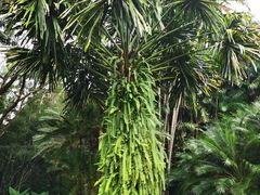 -中国科学院西双版纳热带植物园