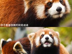 -广州动物园