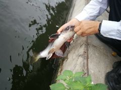 -特种渔场