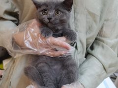 -lincat·猫舍(广州店)