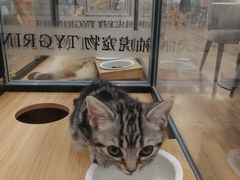 -袖虎·猫馆(体育西路店)